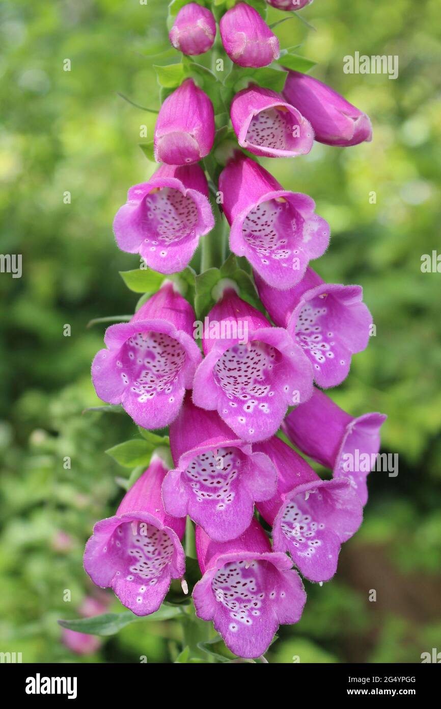 Gemeinsamen Fingerhut Digitalis purpurea Stockfoto