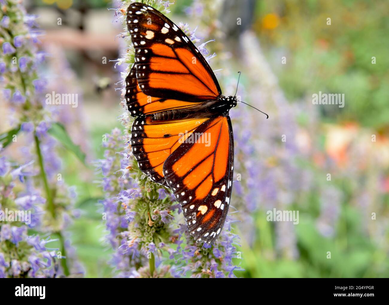 Nahaufnahme eines männlichen Monarchen-Schmetterlings (Danaus plexippus) mit ausgestreckten Flügeln auf den lila blühenden Ähren von Anis-Ysop (Agastache foeniculum.) Stockfoto