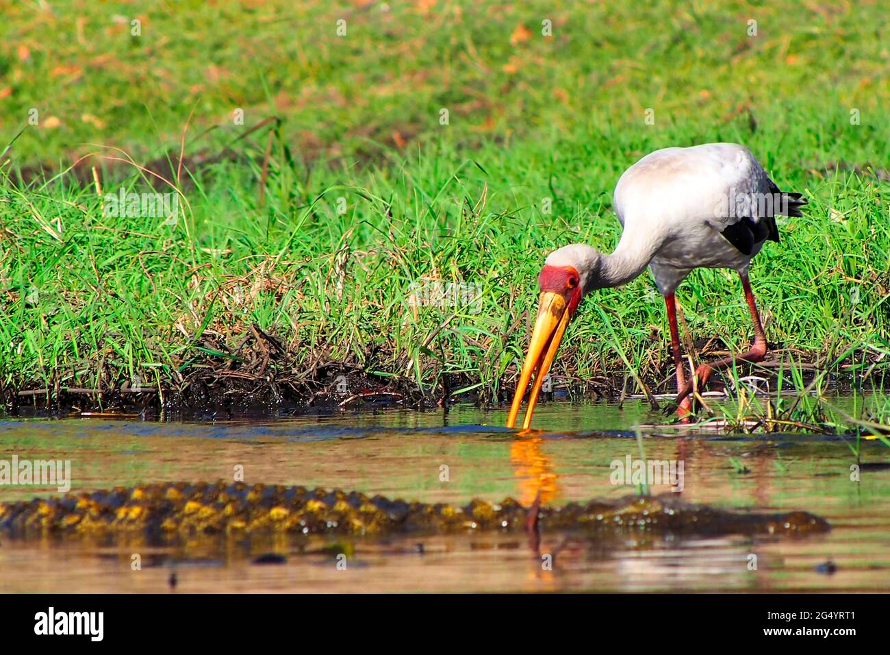 Gelb in Rechnung Storch, Mycteria Ibis, Chobe River, Chobe Nationalpark, Botswana, Afrika Stockfoto