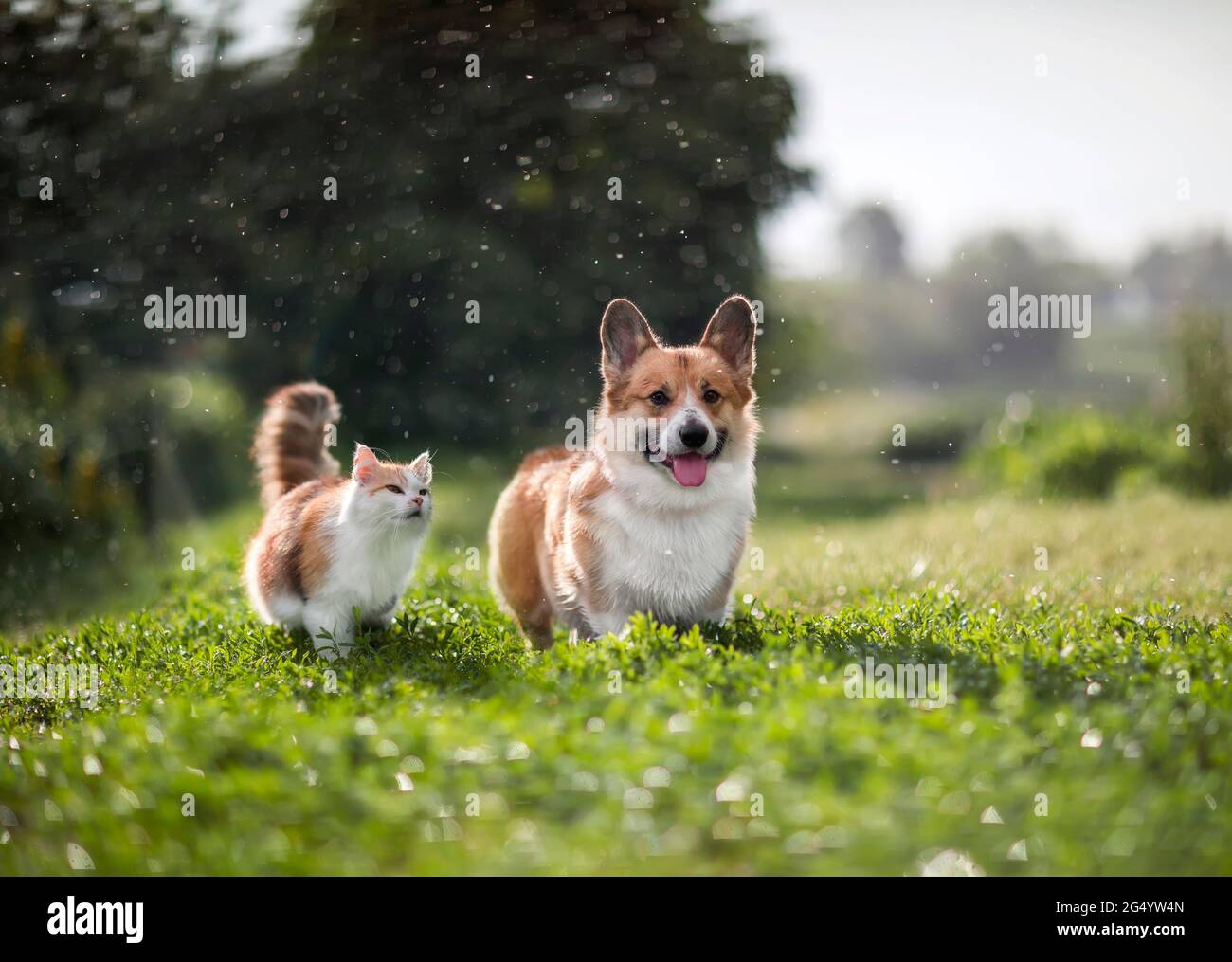 Pelzige Freunde rote Katze und Corgi Hund, die auf einer Sommerwiese unter  den Tropfen des warmen Regens spazieren Stockfotografie - Alamy