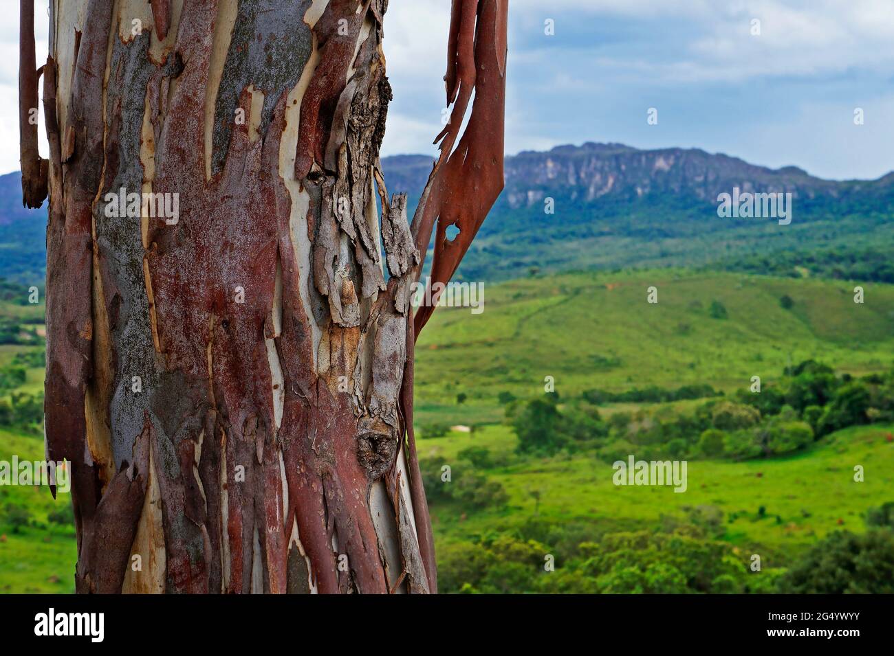 Eukalyptusstamm auf dem Land, Prados, Minas Gerais, Brasilien Stockfoto