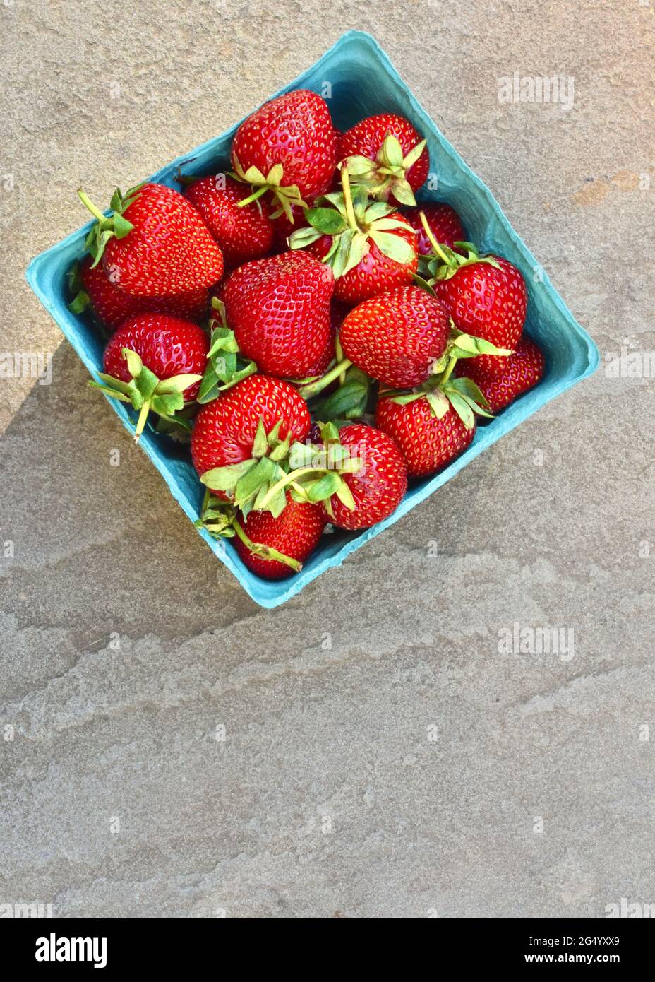 Eine Quart-Schachtel mit frisch gepflückten Erdbeeren auf grauem Schiefergrund. Vertikal. Nahaufnahme. Speicherplatz kopieren. Stockfoto