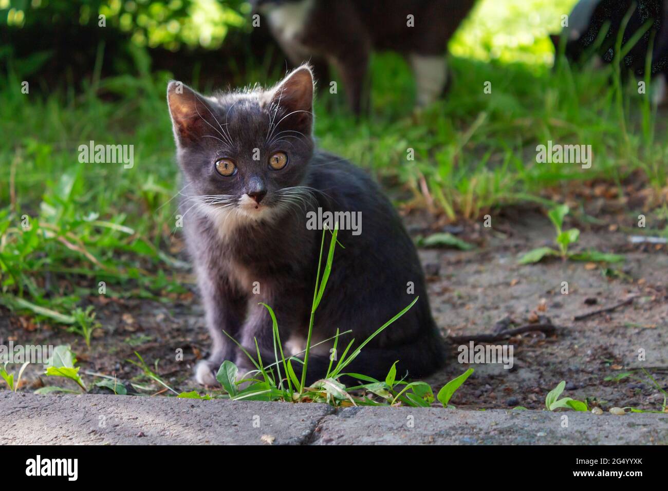 Graues Kätzchen mit orangefarbenen Augen auf Gras. Stockfoto