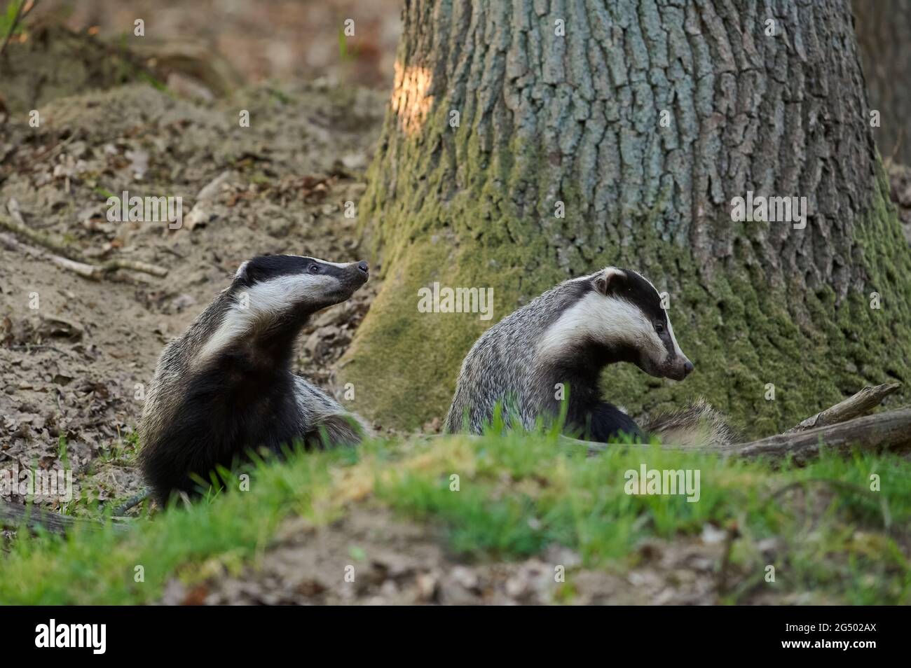 Zwei Erwachsene europäische Dachse unter einer alten Eiche Stockfoto