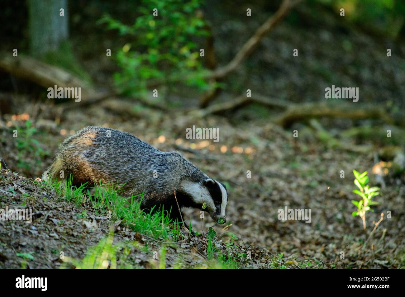 Erwachsener europäischer Dachs in einem Wald an einem sonnigen Abend Stockfoto
