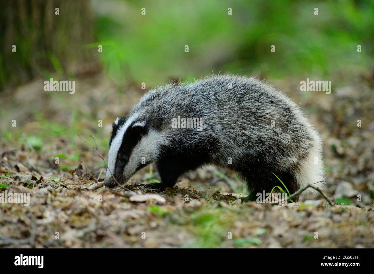 Junger Dachs, der auf dem Waldboden riecht Stockfoto