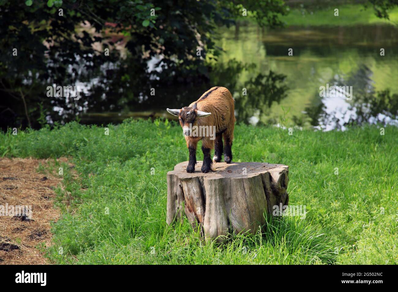 Eine kleine Ziege, die auf einem Baumstumpf auf der historischen Farm von Acton Scott in Shropshire, Großbritannien, steht. Stockfoto
