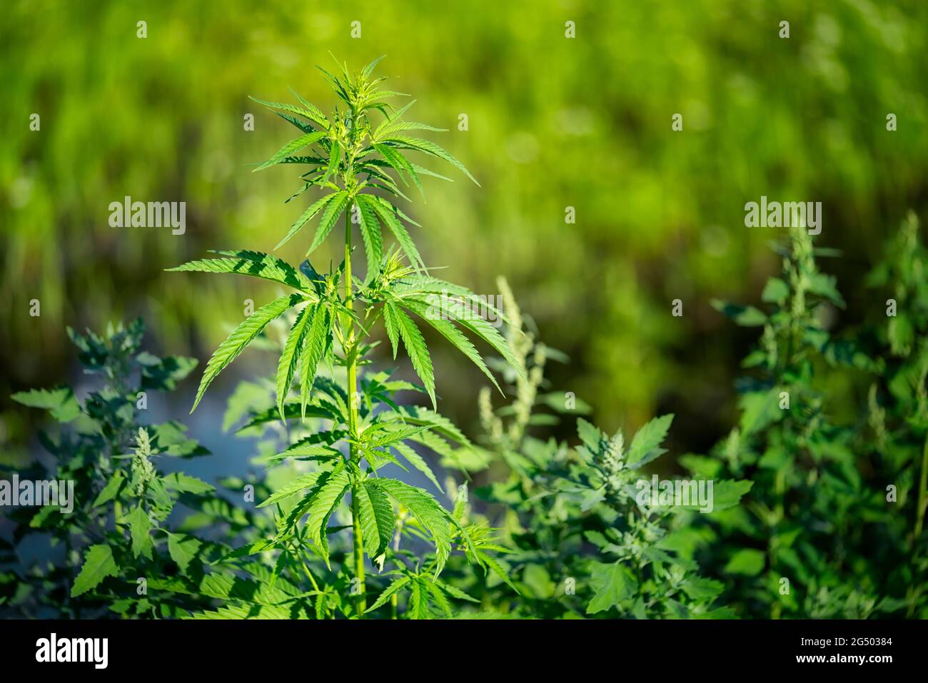 Zweig der Marihuana wächst in einer Drogentlantage Farm, Nahaufnahme selektive Fokus. Stockfoto