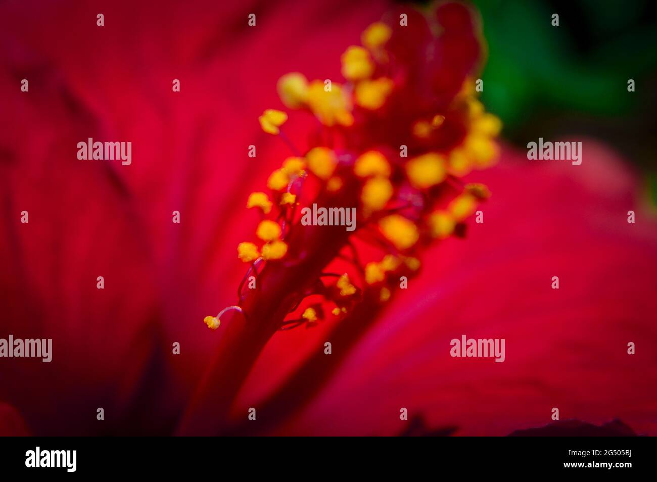 Makrofotografie der Natur mit Details Stockfoto