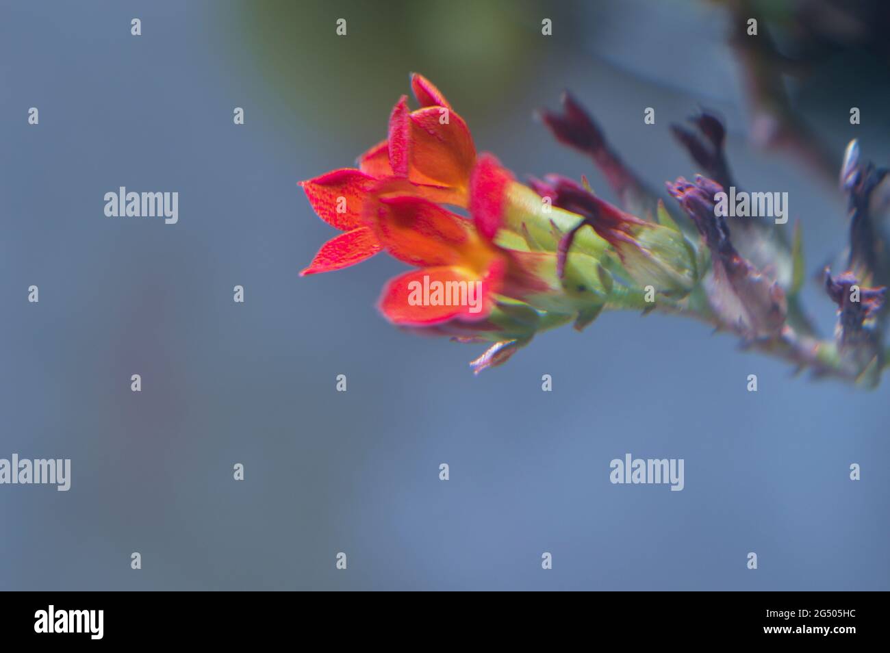 Makrofotografie der Natur mit Details Stockfoto