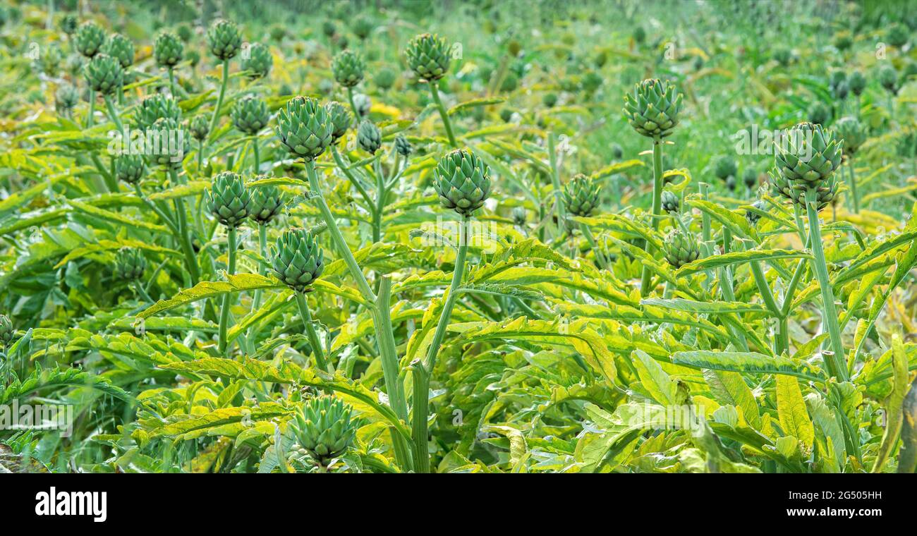 Artischockenpflanzen wachsen auf einem Feld Stockfoto