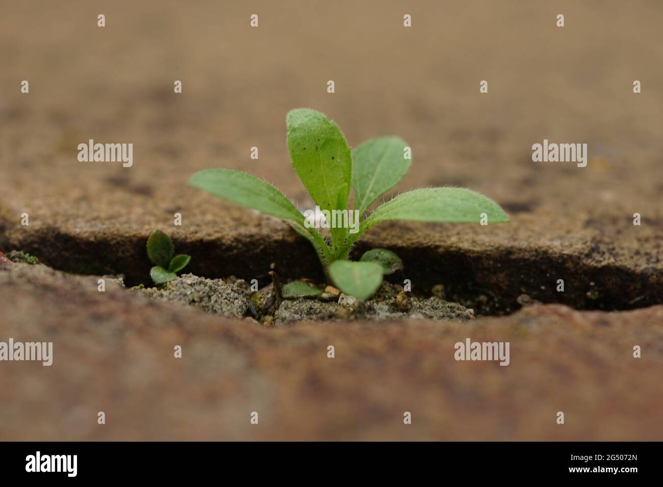 Kleine grüne Pflanze wächst im Steinloch Stockfoto