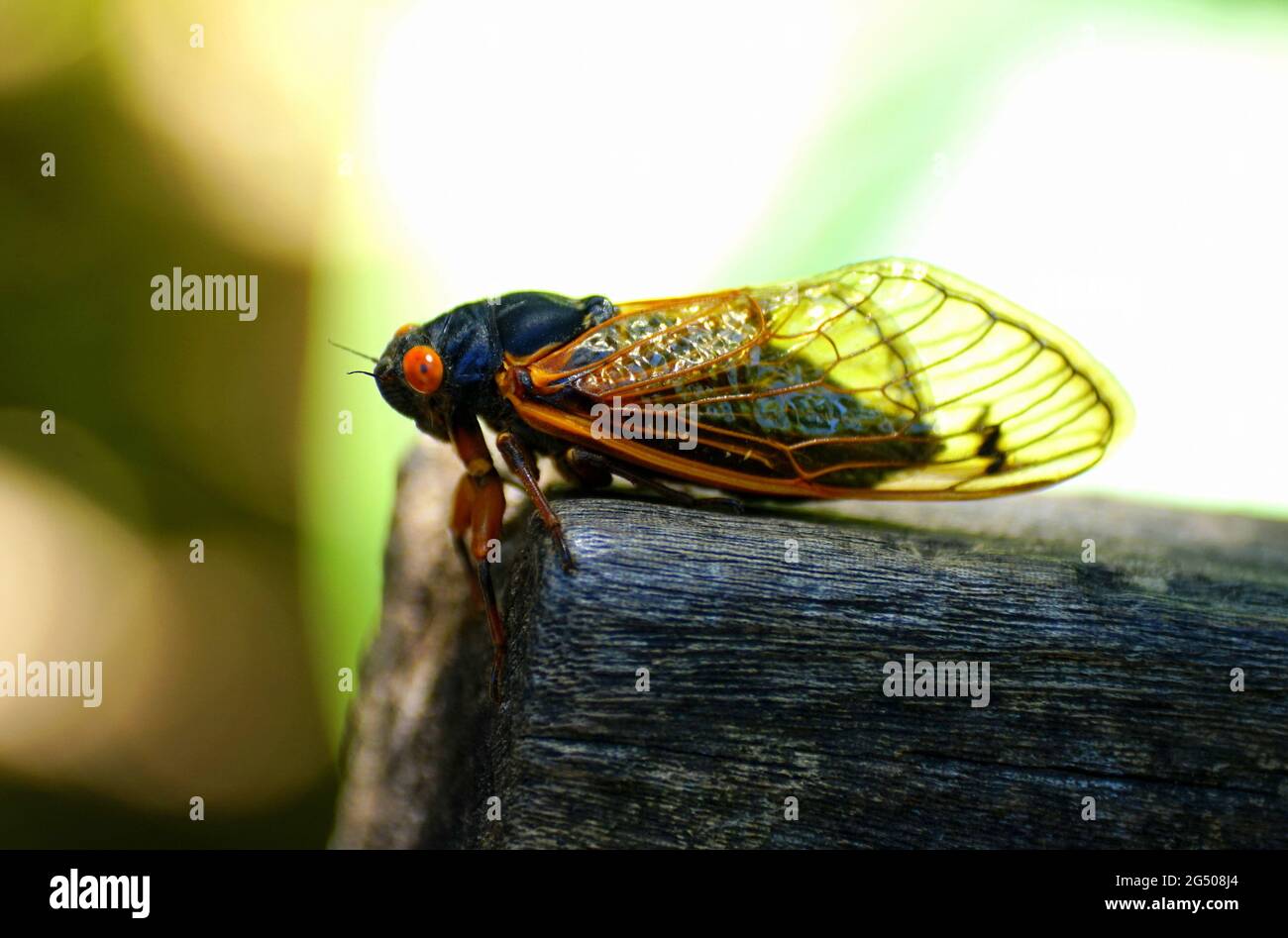Nahaufnahme einer Zikade mit roten Flügeln auf der Holzbank Stockfoto