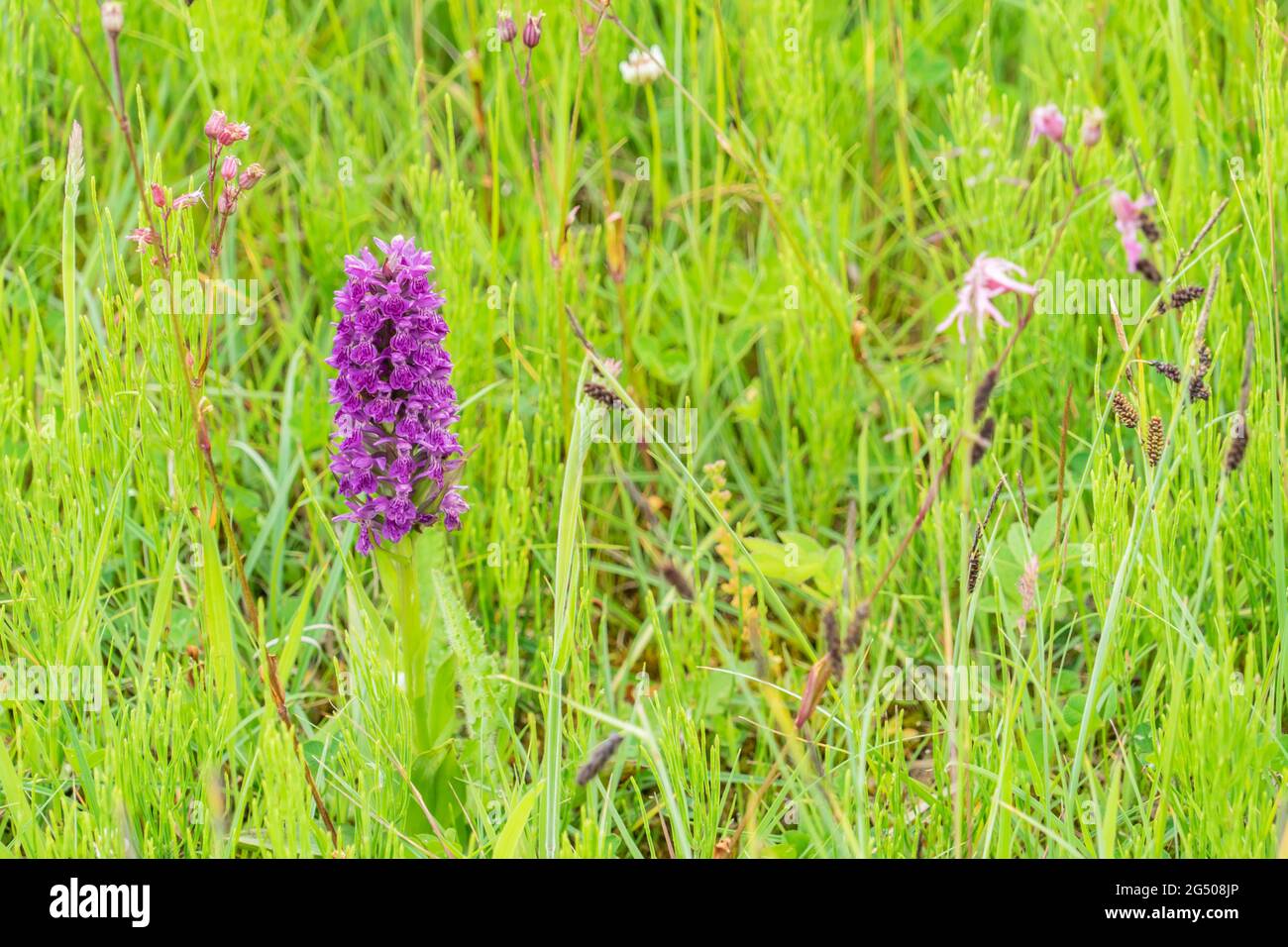 Orchidee wächst wild auf einem Straßenrand Stockfoto