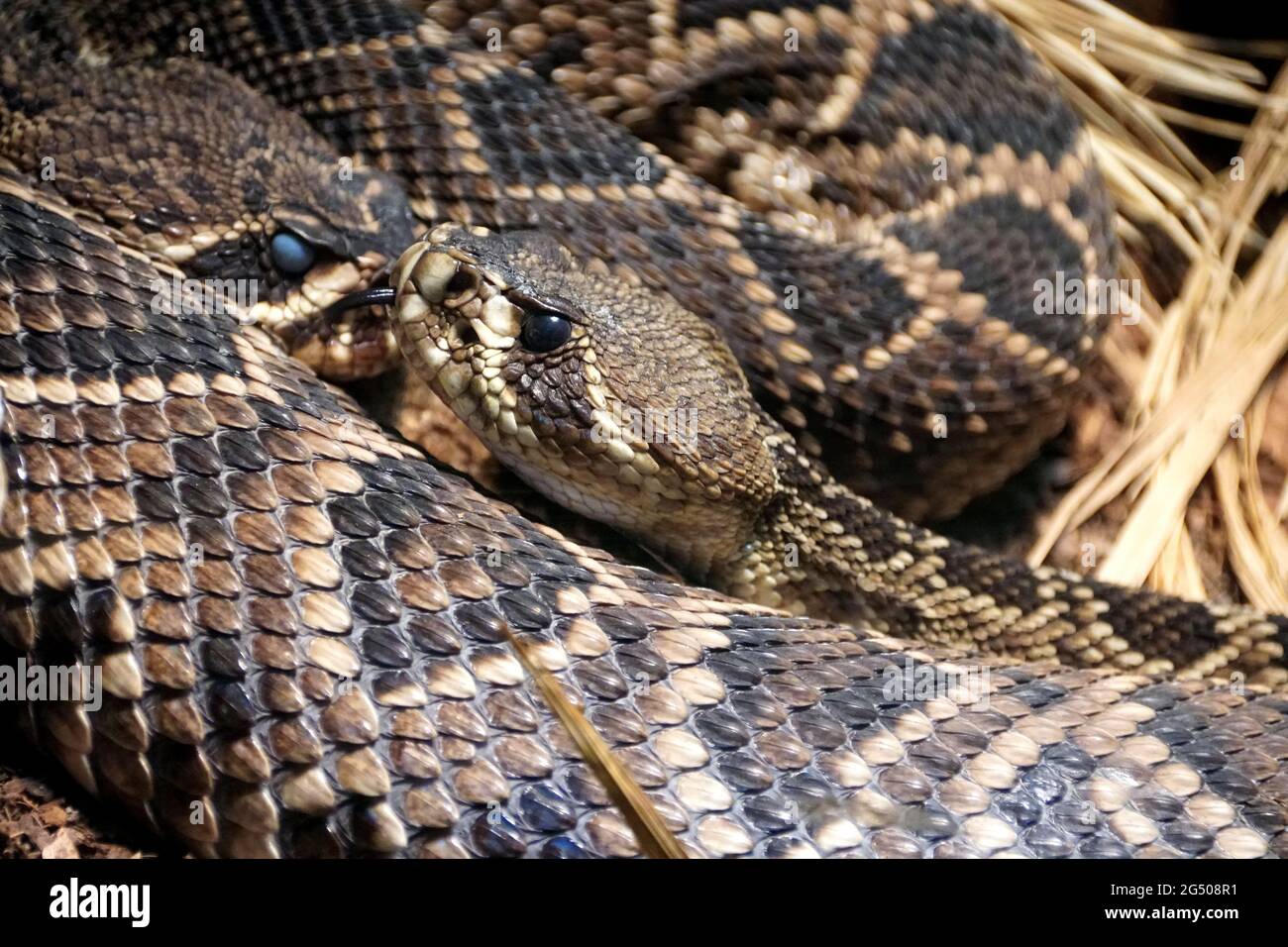 Nahaufnahme der schönen Muster von Eastern Diamondback Rattlesnake Stockfoto