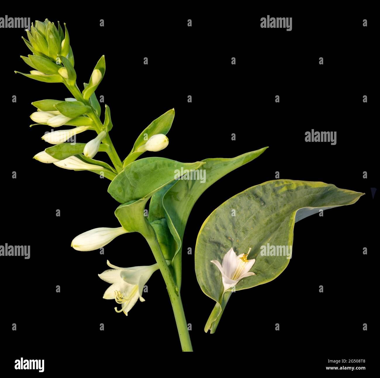 Hosta-Stiel mit Blüten isoliert auf schwarzem Hintergrund. Stockfoto
