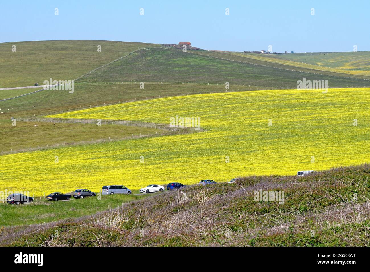 Feld voller gelber Blumen wächst auf Ackerland in den South Downs in der Nähe von East Dean, Eastbourne East Sussex England Großbritannien Stockfoto