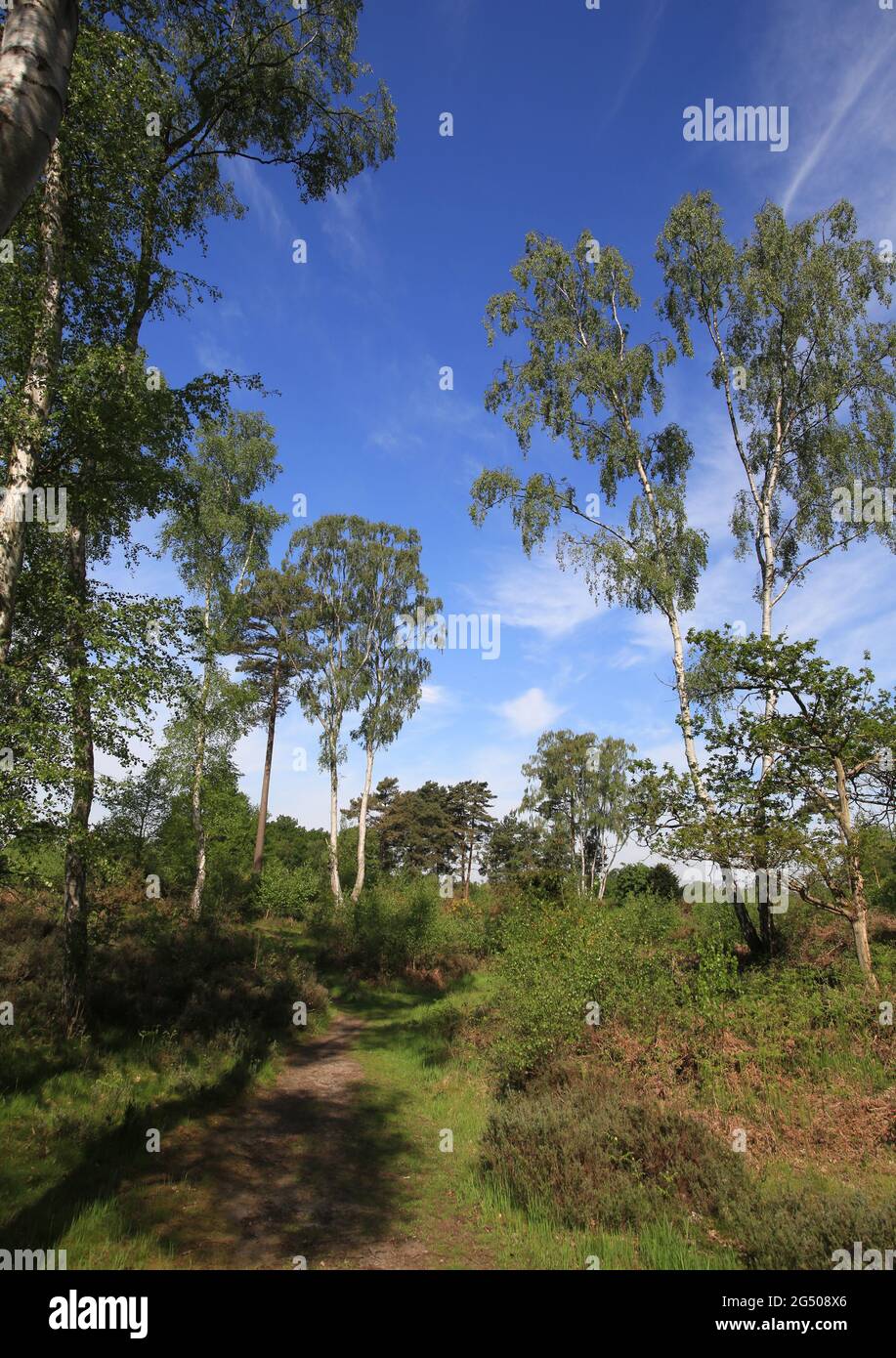 Heide im Naturschutzgebiet Rifle Range in der Nähe von Bewdley, Worcestershire, Großbritannien. Stockfoto