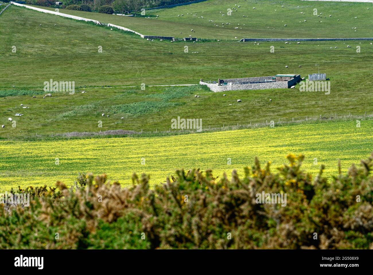 Feld voller gelber Blumen wächst auf Ackerland in den South Downs in der Nähe von East Dean, Eastbourne East Sussex England Großbritannien Stockfoto