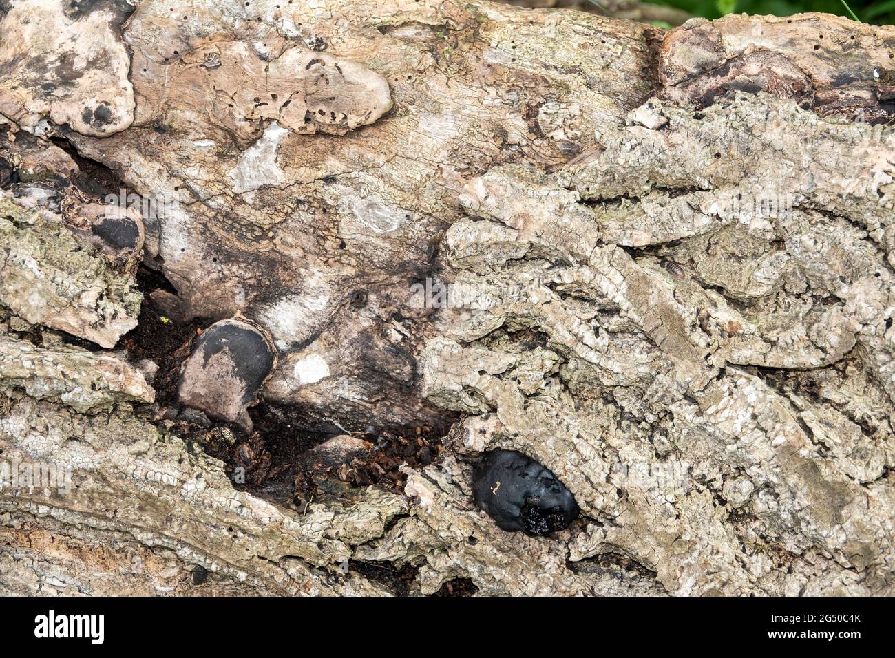 Nahaufnahme einer verfaulenden Baumrinde mit schwarzen Pilzknollen Stockfoto