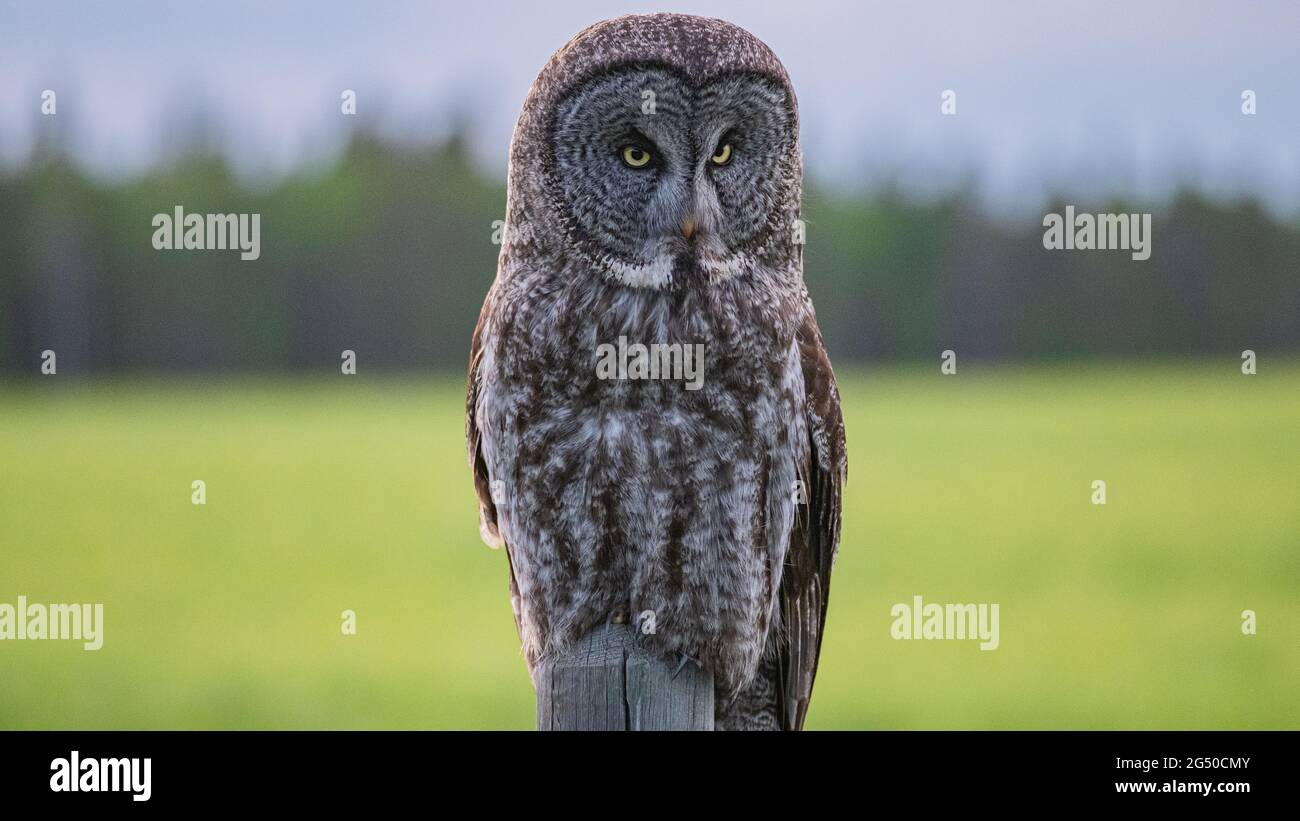Eulen in Alberta, Kanada Stockfoto