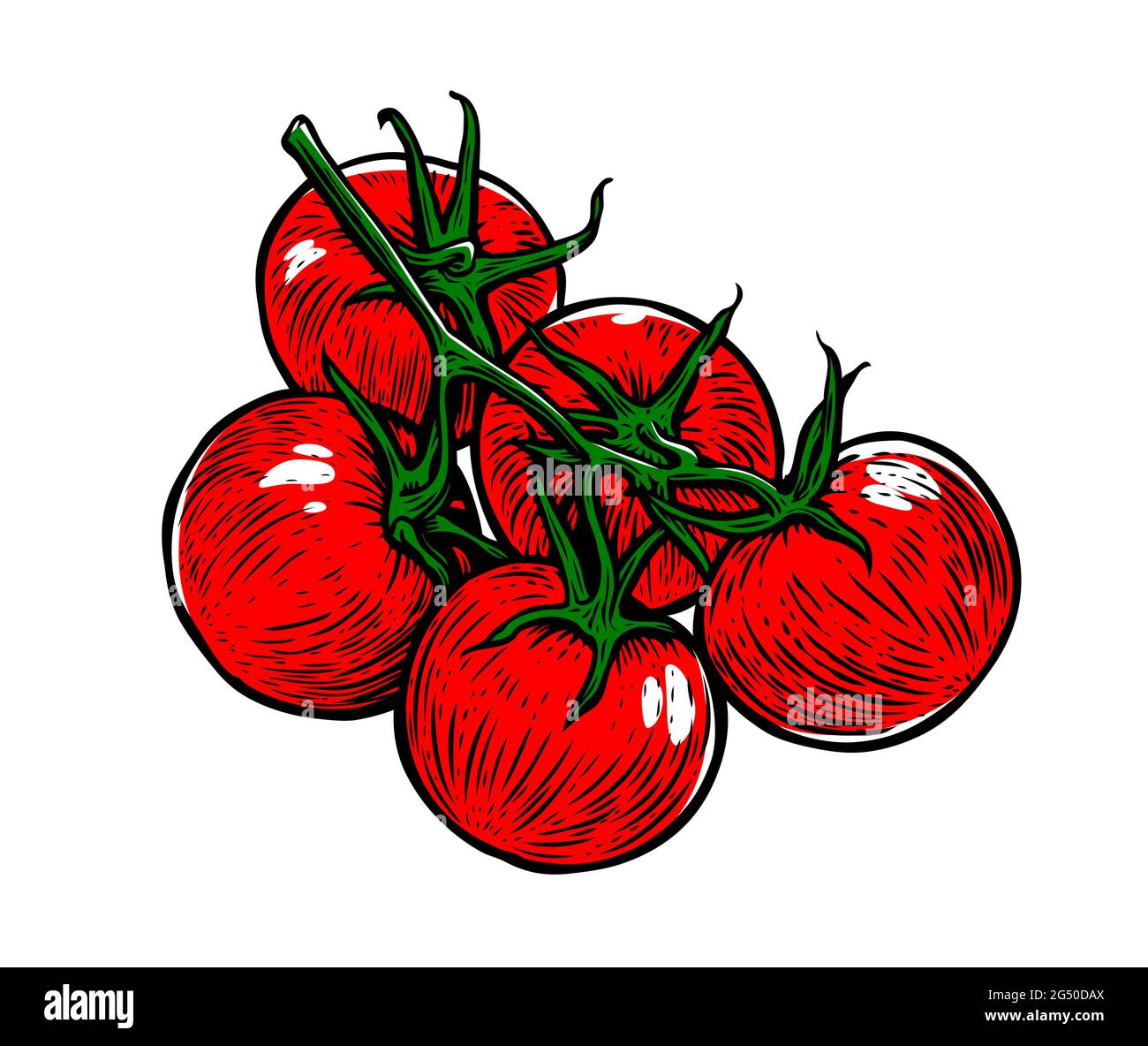 Rote Tomate. Frisches Gemüse, Tomaten auf einem Zweig Stock Vektor
