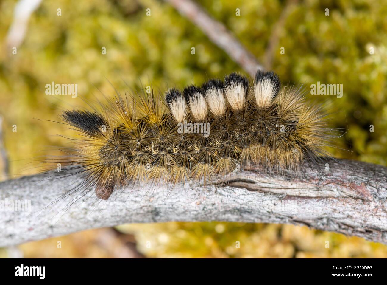 Im Juni auf dem Heidegebiet in Surrey, Großbritannien, befindet sich die Raupe mit dunklem Stoßzähnchen (Dicallomera fascelina larva) Stockfoto