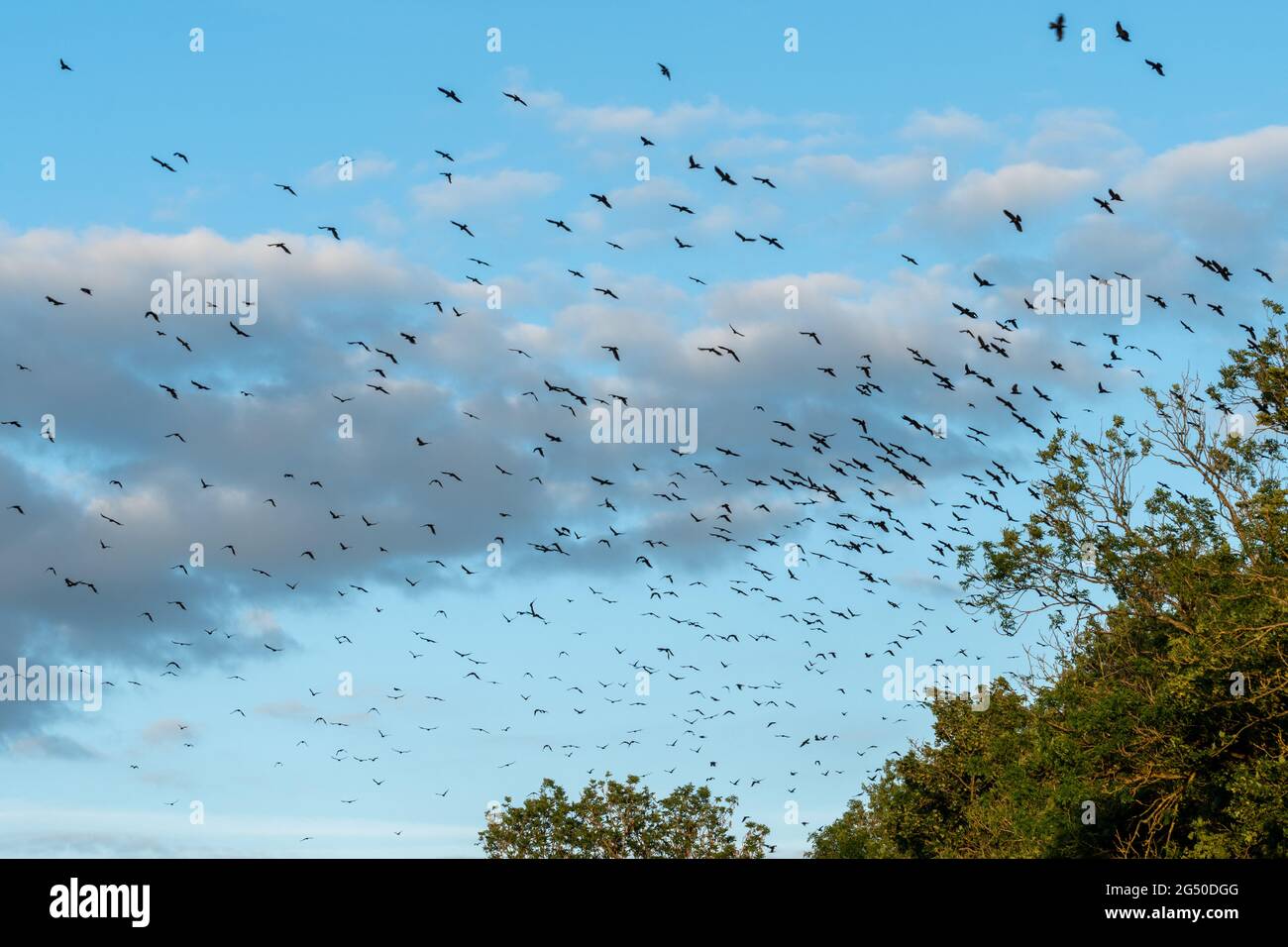 Herde von Saatkrähen, die an einem Sommerabend in Hampshire, England, Großbritannien, um ihren ersten Platz in Bäumen fliegen Stockfoto