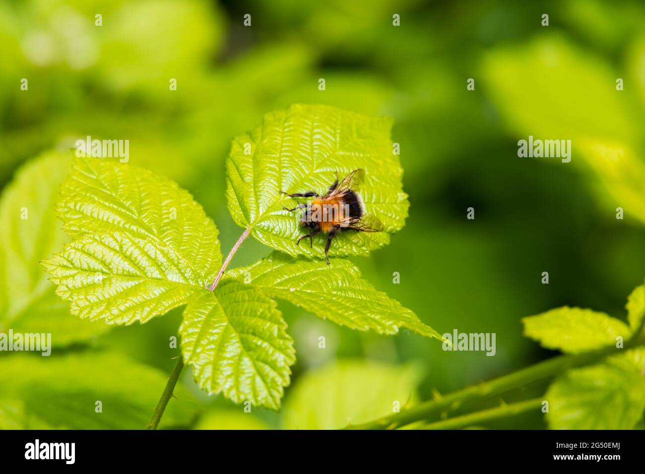 Garden Bumblebee, Bombus Hortorum, Nahaufnahme auf einem grünen Blatt. Stockfoto