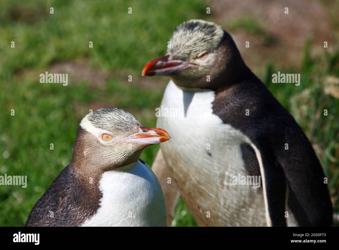 Pinguinpaar genießt die Sonne in Neuseeland Stockfoto