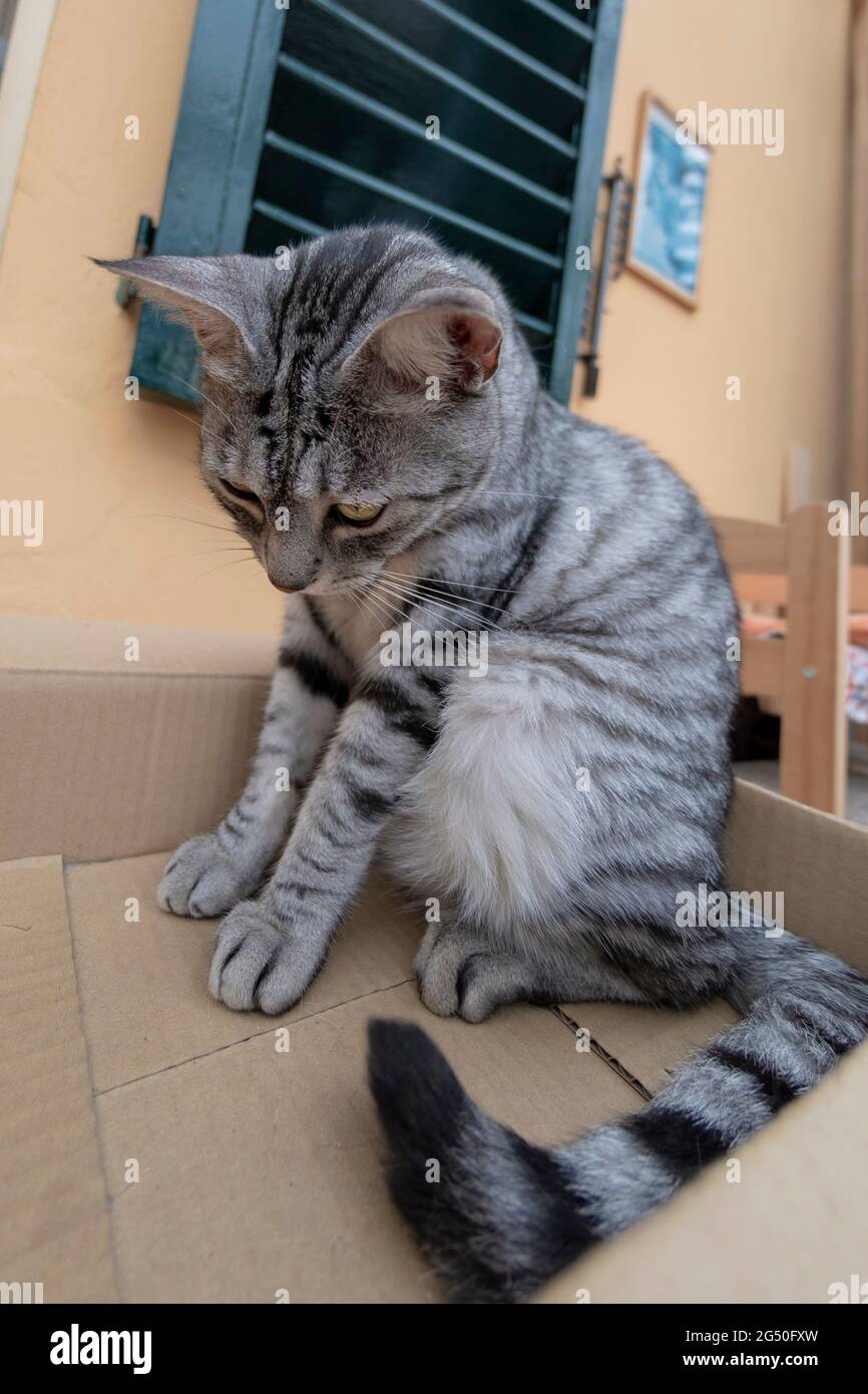 Lustige Katze in einem Karton Stockfoto