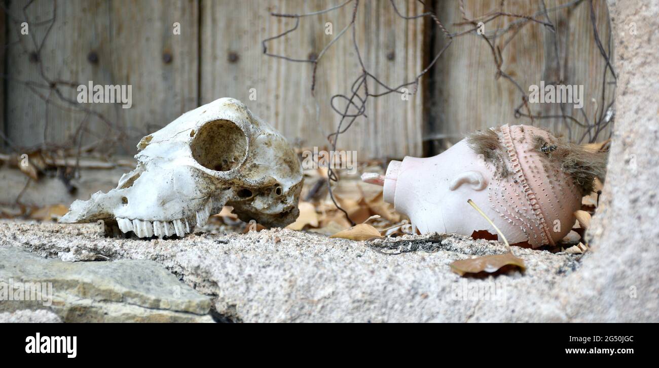 Schafskull und Puppenkopf ohne Gesicht. Fensterbank der verlassenen Stadt in Spanien. Stockfoto