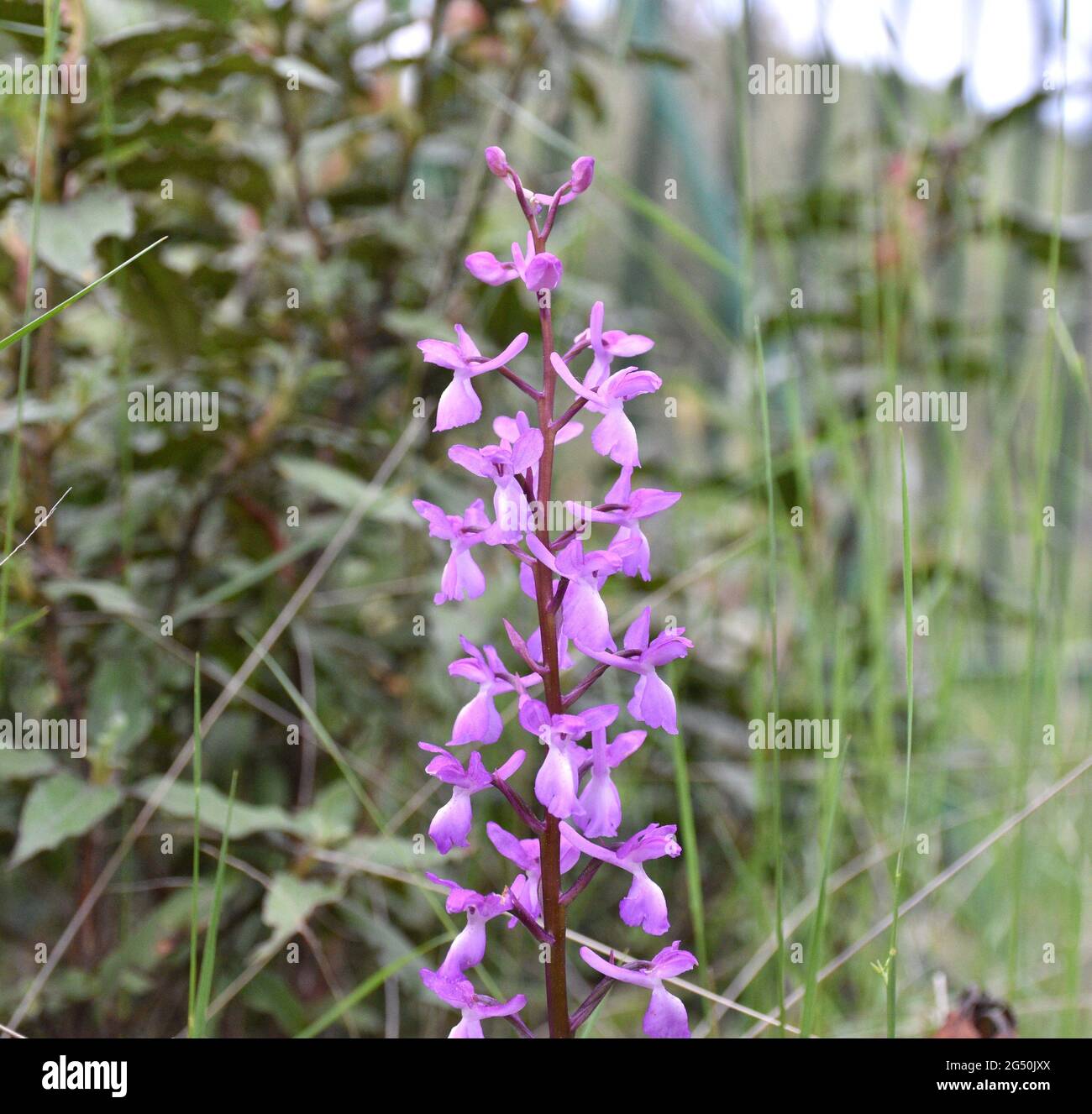 Lange-Orchidee blüht (Orchis langei). Das Hotel liegt auf einem Pinienwald Weg. Soria Provinz, Spanien. Stockfoto