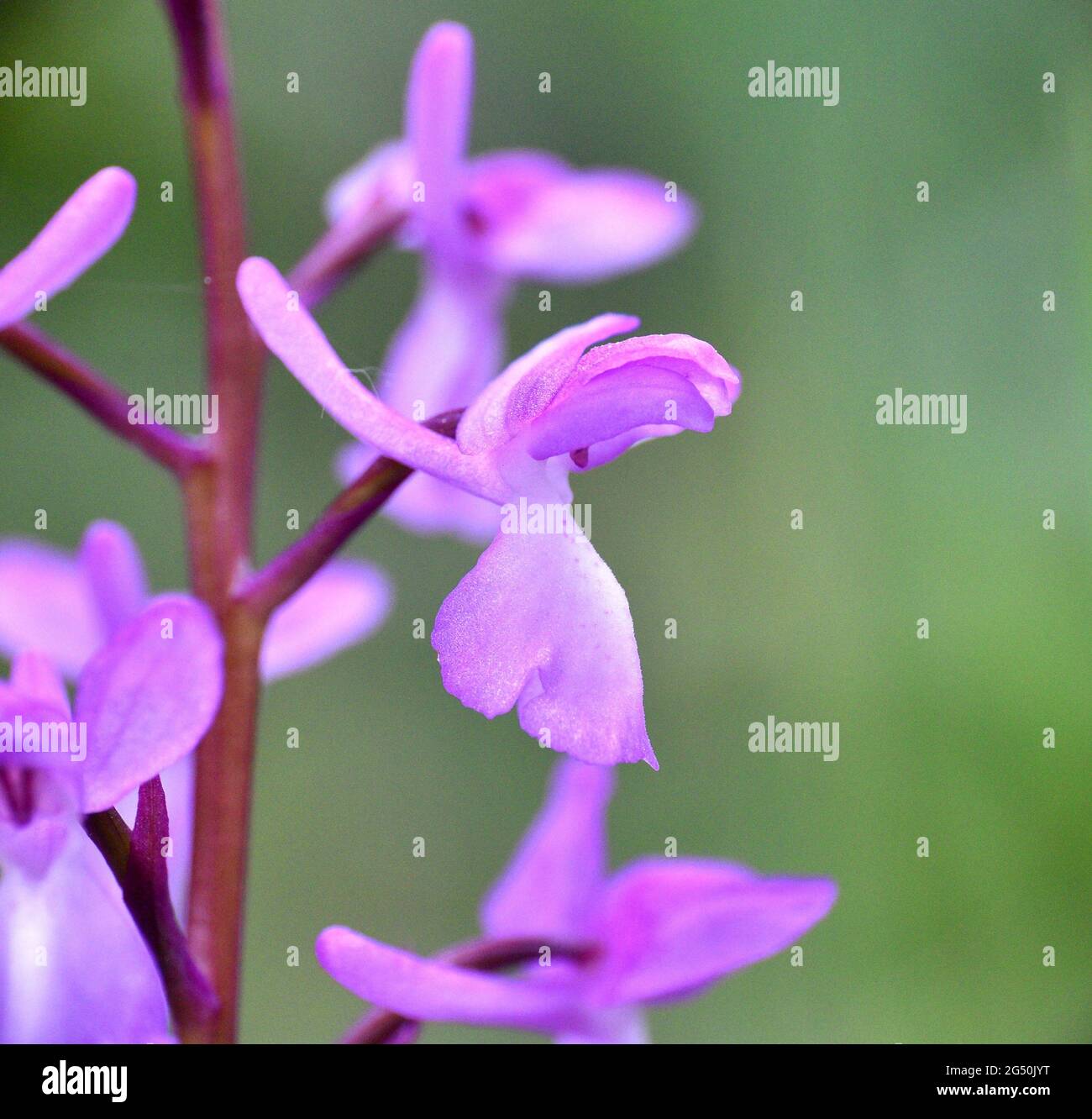 Makrodetail der lange Orchideenblume (Orchis langei). Bergwaldweg in der Provinz Soria, Spanien. Stockfoto