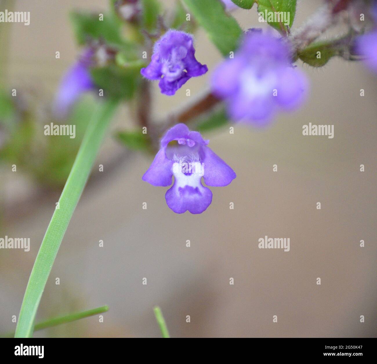Violette und weiße Blume des Kleinen Basilikums (Acinos arvensis). Das Hotel liegt in einem Pinienwald in der Soria Berg. Stockfoto