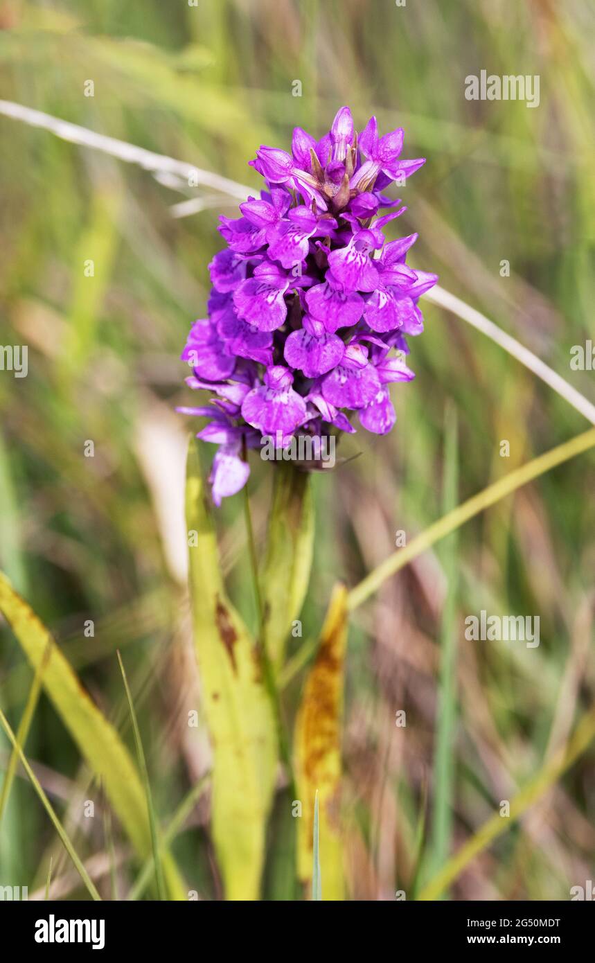 Frühe Marsh Orchid, Dactylorhiza incarnata, blühend auf einem Feld, Pembrokeshire Wales Großbritannien Stockfoto