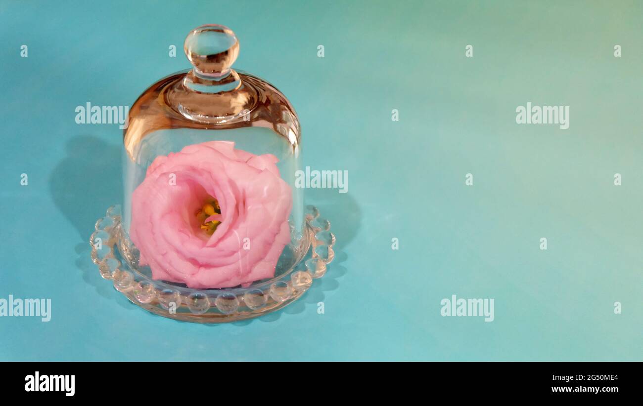 Eine rosa blühende Blume, die in einem glockenförmigen Glasgefäß mit geschlossenem Deckel platziert wird. Mit grünem Hintergrund. Stockfoto
