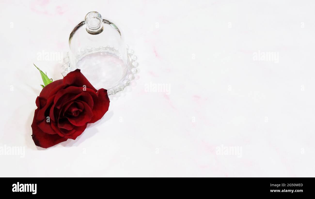 Ein leeres glockenförmiges Glas mit aufgeschlossenem Deckel, mit einer einzelnen roten Rose neben dem Glas. Stockfoto