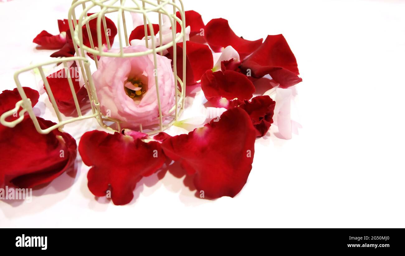 Blühende rosa Blume in einem kleinen Vogelkäfig, umgeben von roten Rosenblättern. Bei weit geöffneter Käfigtür. Stockfoto