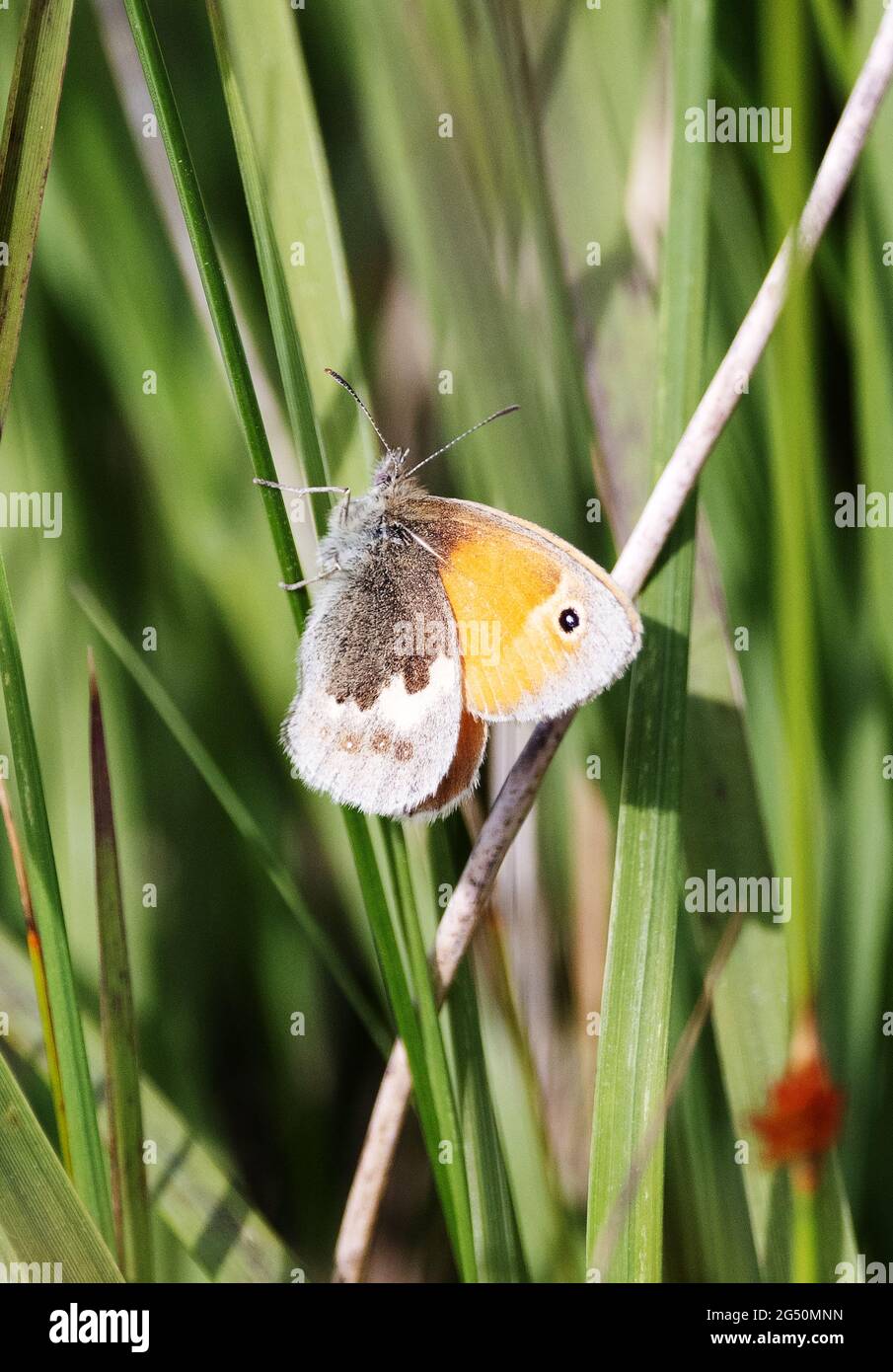 Britische Schmetterlinge; der Meadow Brown-Schmetterling, Maniola jurtina auf Gras, Wales, Großbritannien Stockfoto
