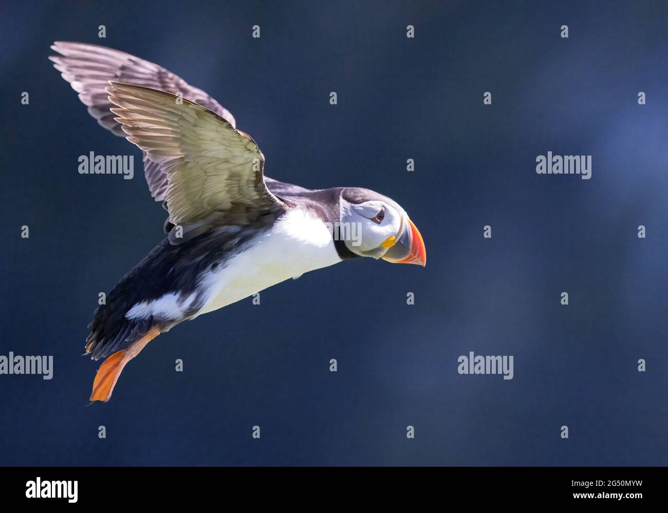 Puffin Skomer, ein Papageientaucher, Fratercula Arctica, auf Skomer Island, Pembrokeshire Wales, Großbritannien Stockfoto