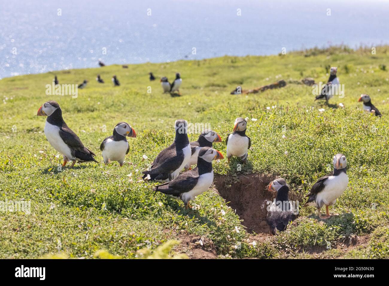 Puffin Skomer, - Papageitaucher (Fraterkula arctica), am Boden bei ihrem Bau, Skomer Island, Pembrokeshire Wales Großbritannien Stockfoto