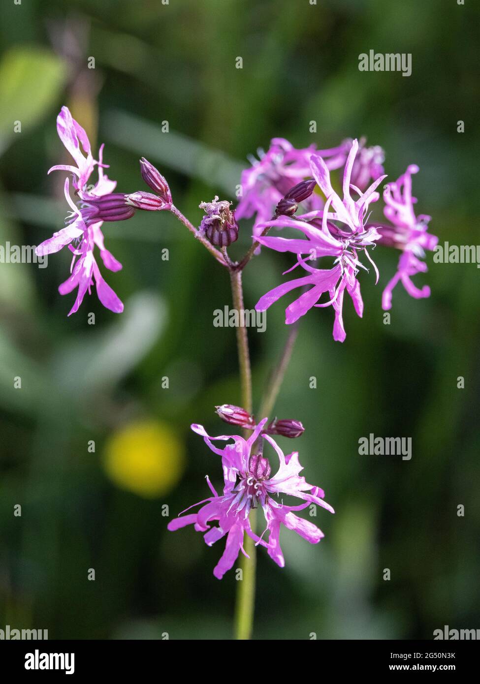 Gezackte Robin blüht, Silene flos-cuculi, eine mehrjährige krautige Pflanze, die in Pembrokeshire, Wales, Großbritannien, wächst Stockfoto