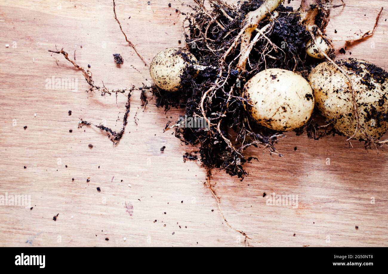 Frisch herausgezogene Babykartoffeln auf rustikalem Holztisch Stockfoto