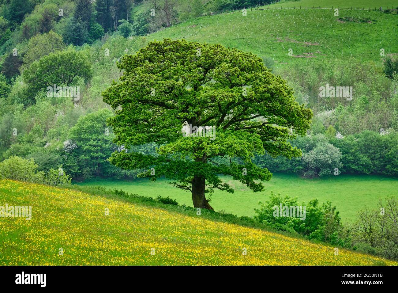 Baum und Butterblumen in der Nähe des Lugg Valley, Llangynllo, Powys, Wales. Stockfoto