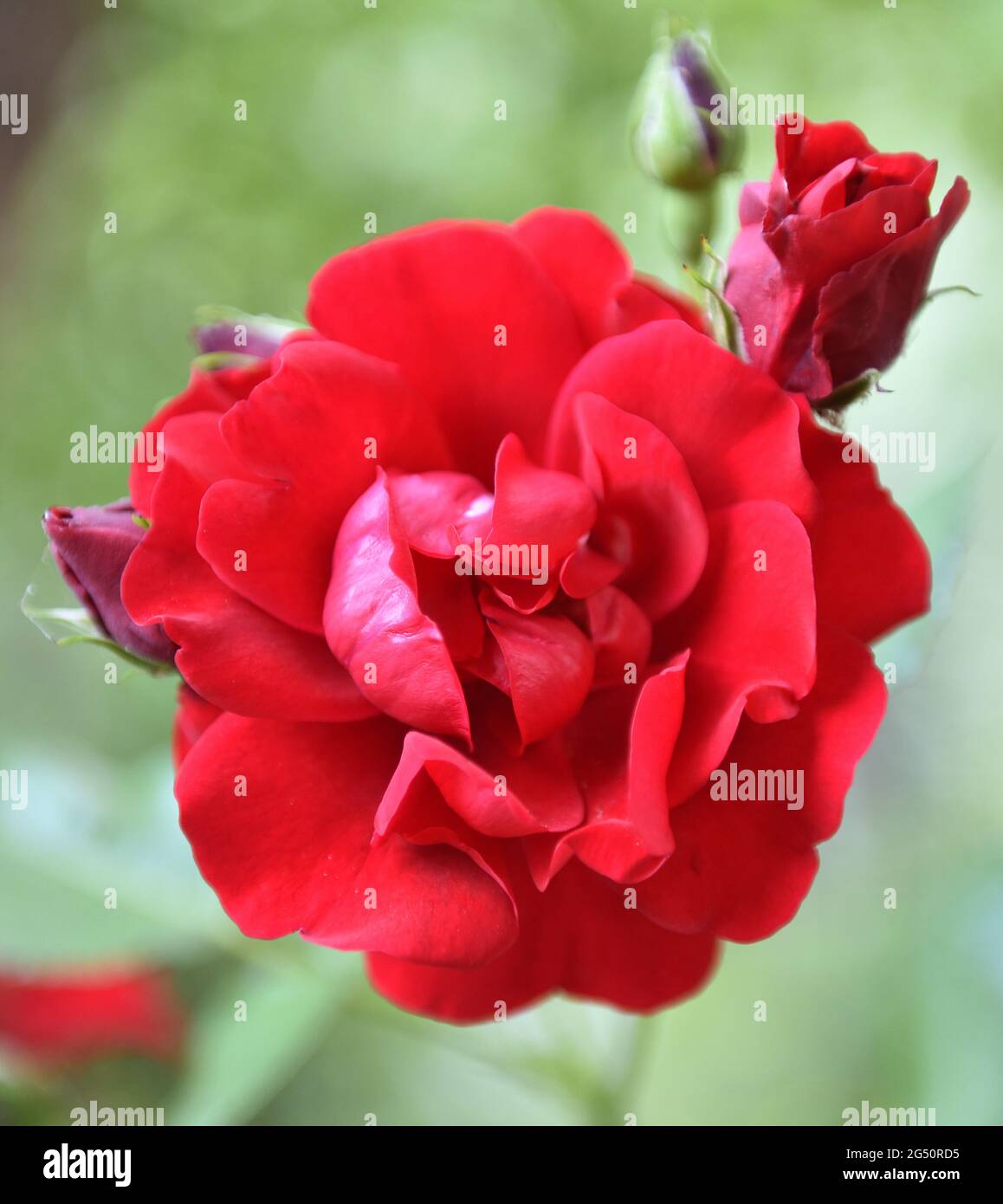 Essigrose Rosa Gallica Rote Rose Stockfoto