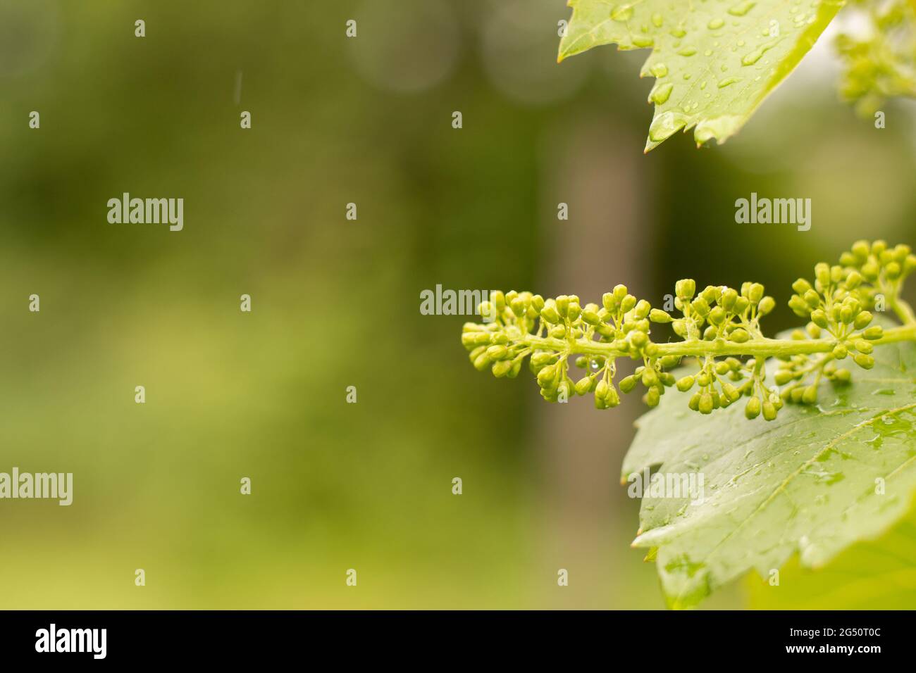 Junge, gerade blühende Trauben auf einem verschwommenen Hintergrund des Weinbergs im Regen Stockfoto