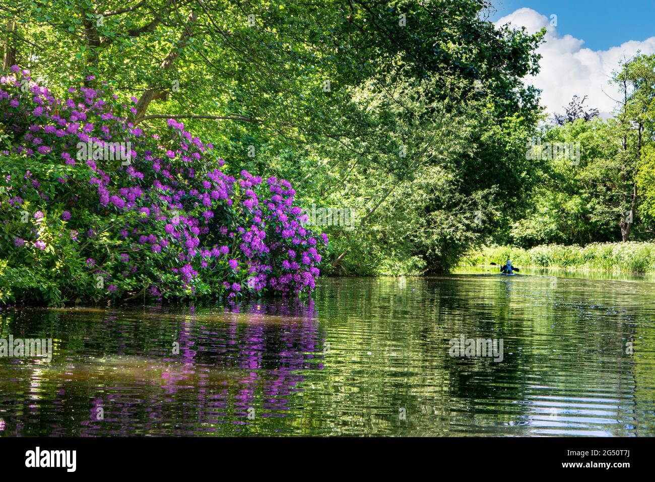 Der Fluss Wey mit Kanufahrer, der stromaufwärts von Papercourt Lock mit üppigem, wildem Rhododendron an der Grenze zum ruhigen, sonnigen Fluss Wey Navigation Surrey UK navigiert Stockfoto