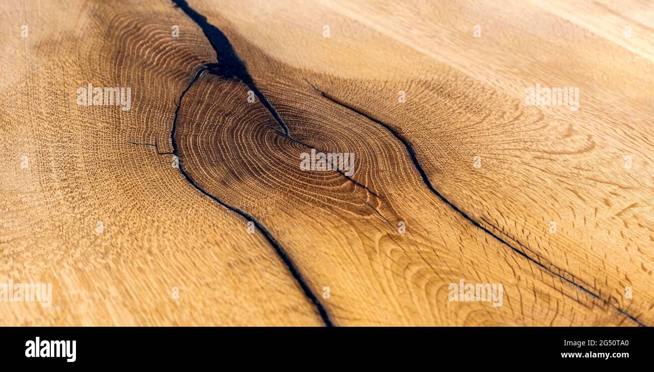 Holzschnitt. Gefällte alte Eiche stumpf. Holzhintergrund. Schnittansicht von oben als Hintergrund. Speicherplatz kopieren Stockfoto