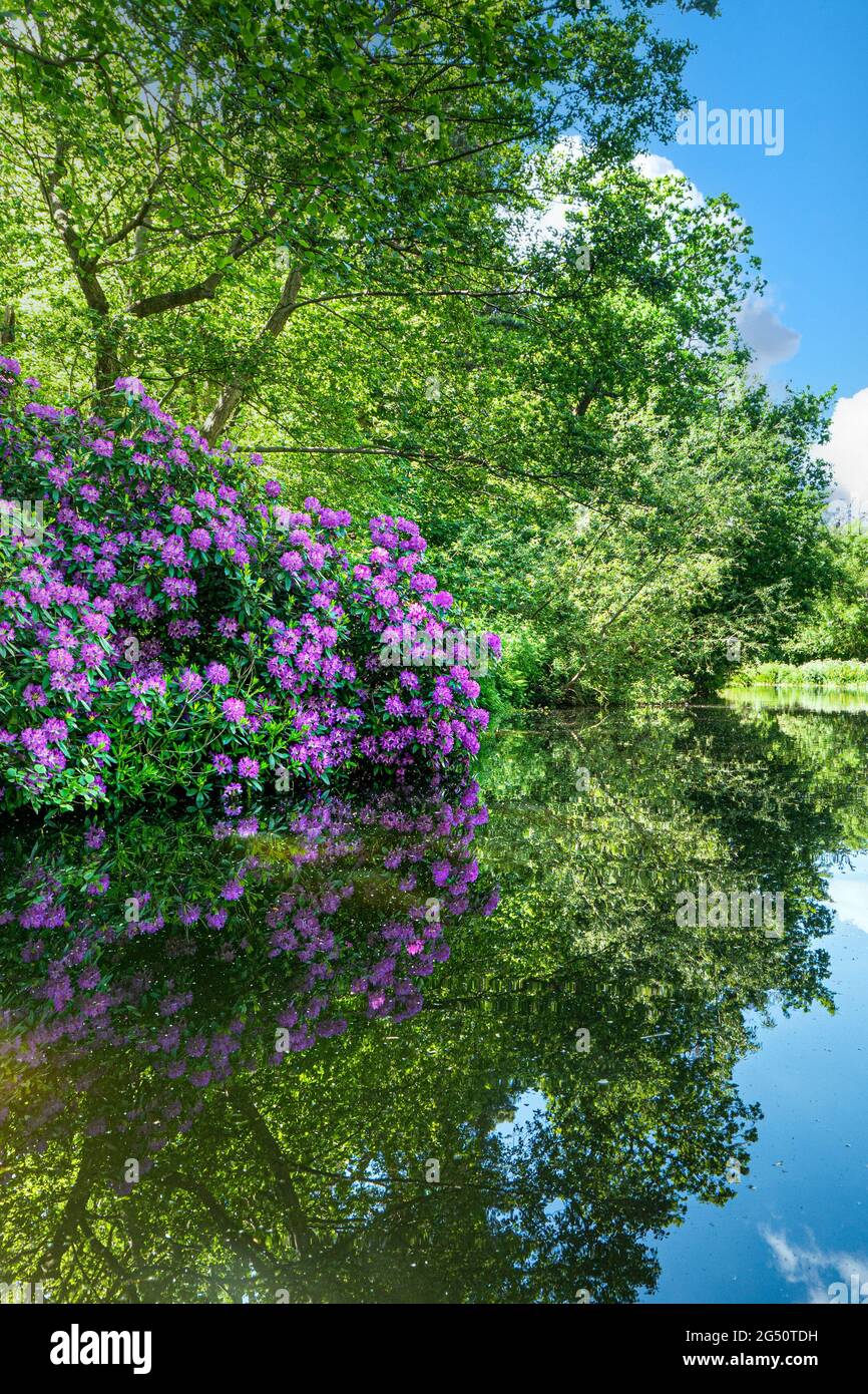 Der Fluss Wey mit üppig wildem Rhododendron pontica ponticum grenzt an ruhigen sonnigen Fluss mit Spiegelreflexion Fluss Wey Navigation Surrey UK Stockfoto